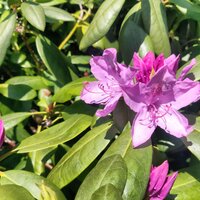 img_20200515_124613_dro.jpg img_20200515_124613_dro.jpg