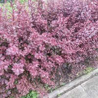 img_20200517_170810.jpg img_20200517_170810.jpg