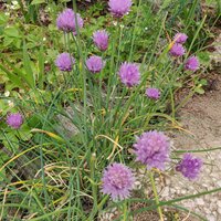 img_20200520_124755.jpg img_20200520_124755.jpg