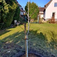 pflaumenbaum.jpg pflaumenbaum.jpg